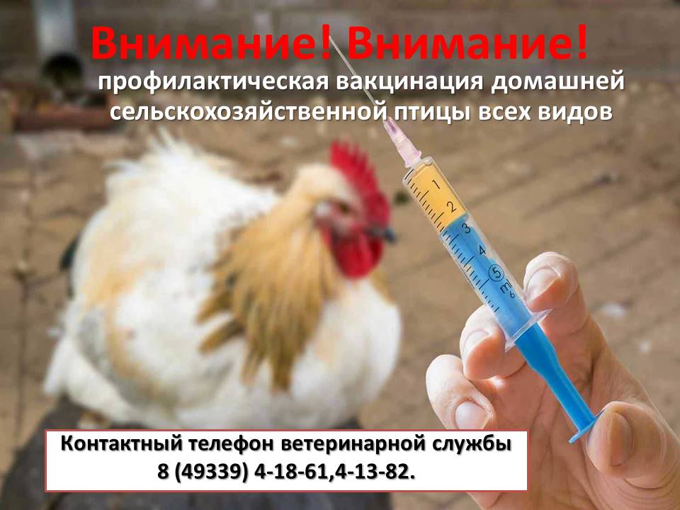 Внимание! Внимание! Профилактическая вакцинация домашней сельскохозяйственной птицы всех видов.
