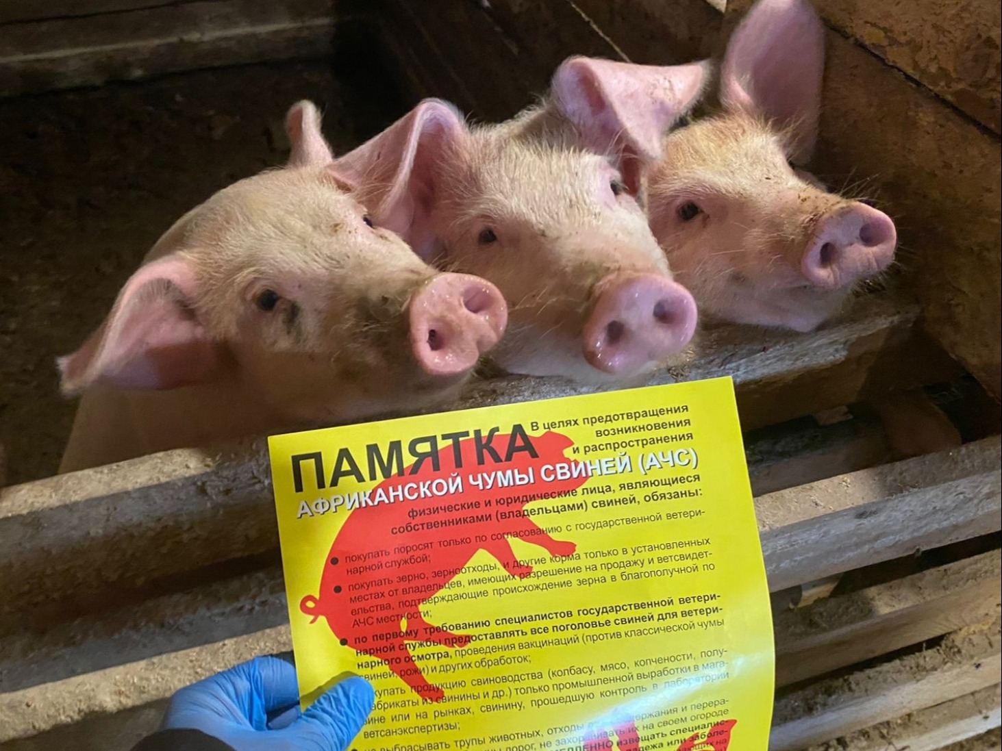 ПАМЯТКА населению по профилактике и недопущению АФРИКАНСКОЙ ЧУМЫ СВИНЕЙ